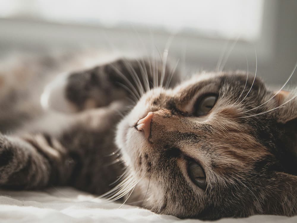 Cat laying down